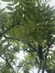 Gleditsia triacanthos