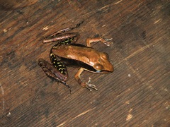 Lithobates juliani
