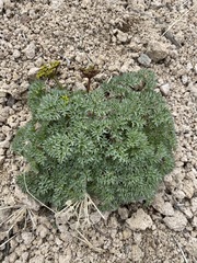 Cymopterus panamintensis