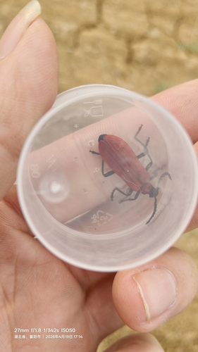 Eupyrochroa insignita