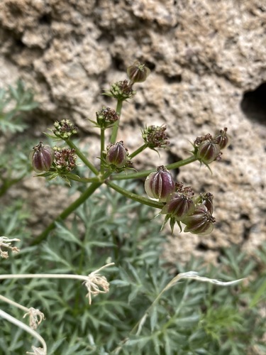 Image of Cymopterus panamintensis by (c) Matt Berger, some rights reserved (CC BY)