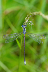 Lestes plagiatus