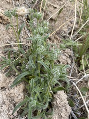 Cryptantha barbigera