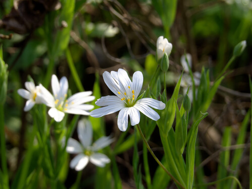 Greater stitchwort
