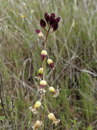 Image of Caulanthus lemmonii by no rights reserved