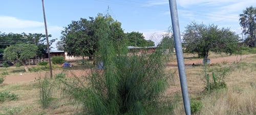 Mexican palo verde