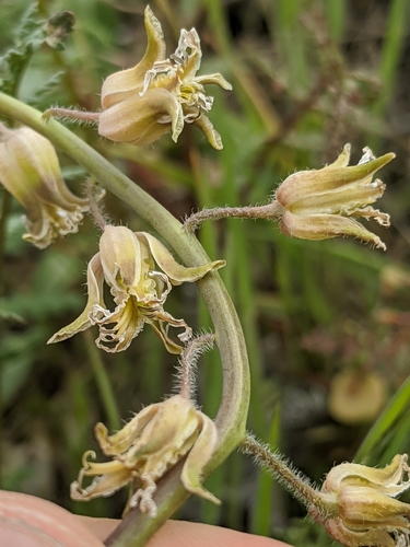 Image of Lemmon's Jewelflower (Caulanthus lemmonii) by no rights reserved