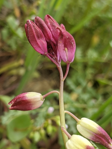 Image of Lemmon's Jewelflower (Caulanthus lemmonii) by no rights reserved