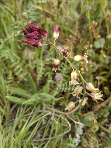 Image of Lemmon's Jewelflower (Caulanthus lemmonii) by no rights reserved
