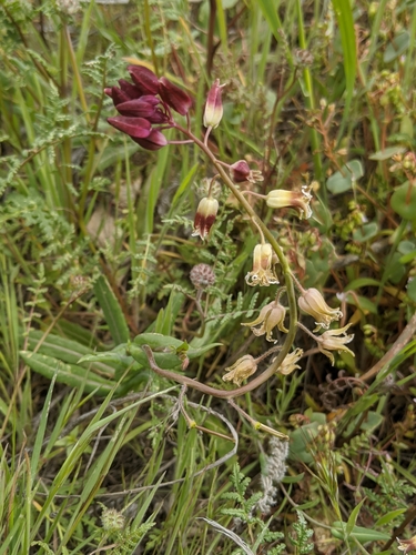 Image of Caulanthus lemmonii by no rights reserved