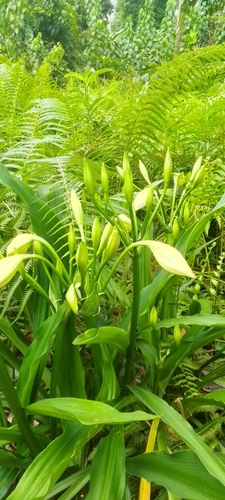 Rattrayii Crinum