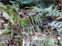 Chironius grandisquamis