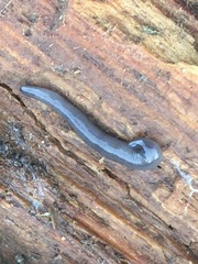 Microplana terrestris