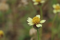 Tridax procumbens