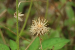 Tridax procumbens