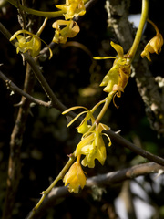 Epidendrum excisum