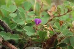 Grona triflora