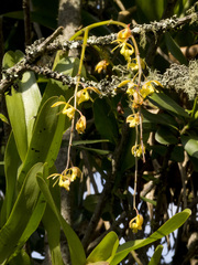 Epidendrum excisum