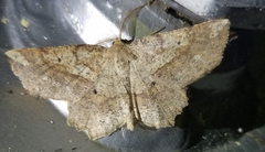 Euchlaena deplanaria