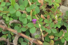 Grona triflora