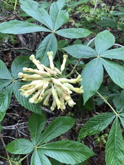 Aesculus pavia flavescens