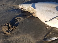 Carcharhinus brachyurus
