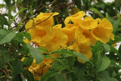 Tecoma stans