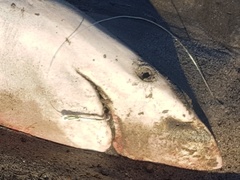 Carcharhinus brachyurus