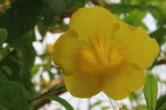 Tecoma stans