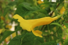 Tecoma stans