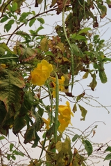 Tecoma stans