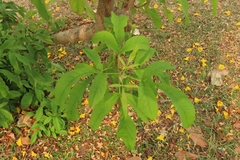 Tecoma stans