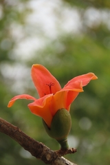 Bombax ceiba
