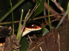 Chironius grandisquamis