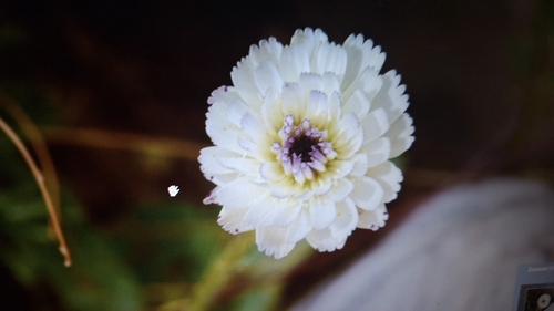 Picris albida