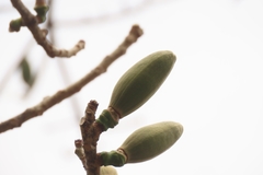 Bombax ceiba