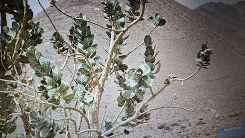 giant milkweed