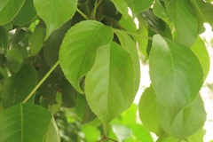 Bischofia javanica