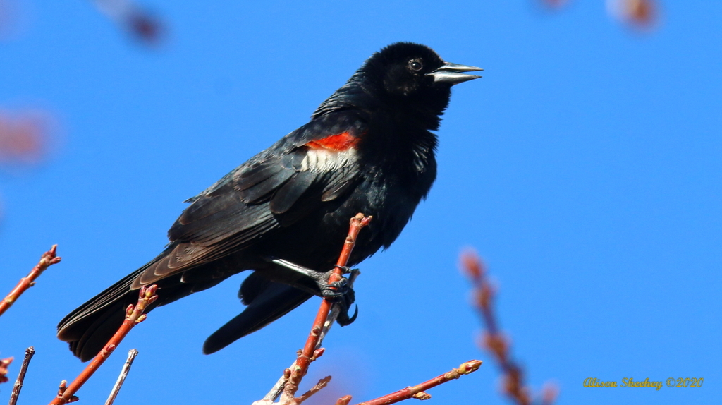 Tricolored Blackbird