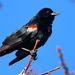 Tricolored Blackbird - Photo (c) Nature Ali, some rights reserved (CC BY-NC-ND), uploaded by Nature Ali