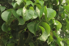Bischofia javanica