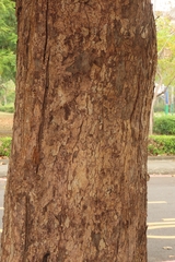 Bischofia javanica