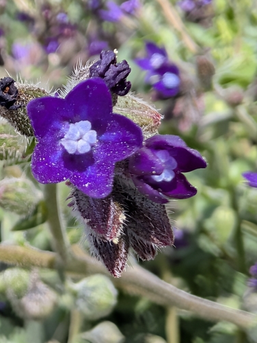 Anchusa hybrida, photograph 5