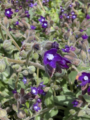Anchusa hybrida, photograph 6