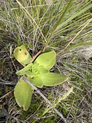 Dudleya brittonii