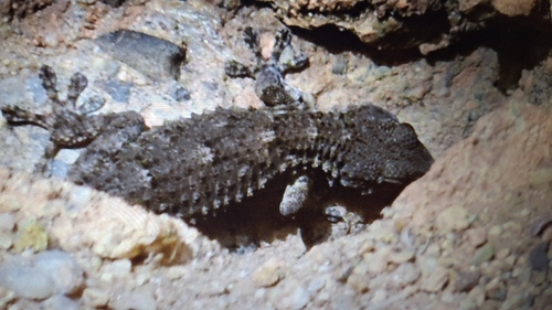Moorish Gecko