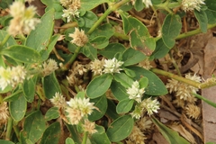 Alternanthera bettzickiana