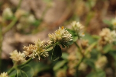Alternanthera bettzickiana