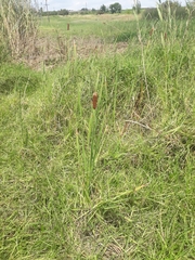 Typha capensis