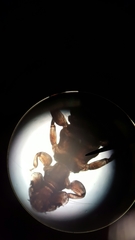 Trinoton anserinum